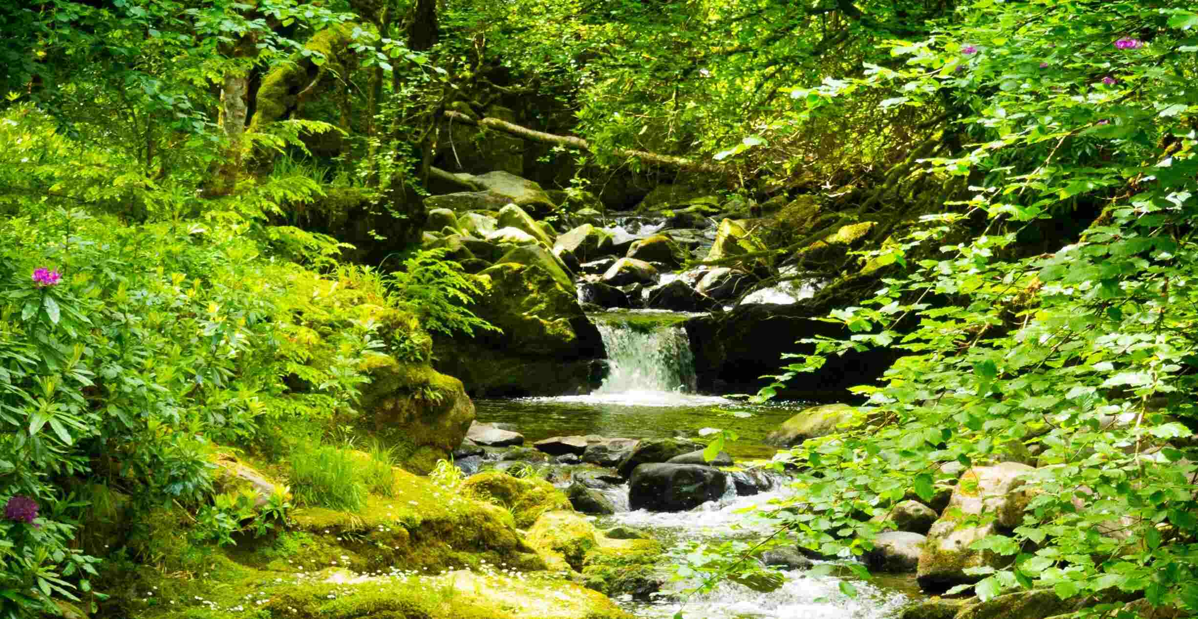 Stream running through a forest